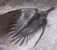 /album/kepgaleria-fenykepgaleria2/trilobita-2x-psychopyge-metacanthine-2-jpg/
